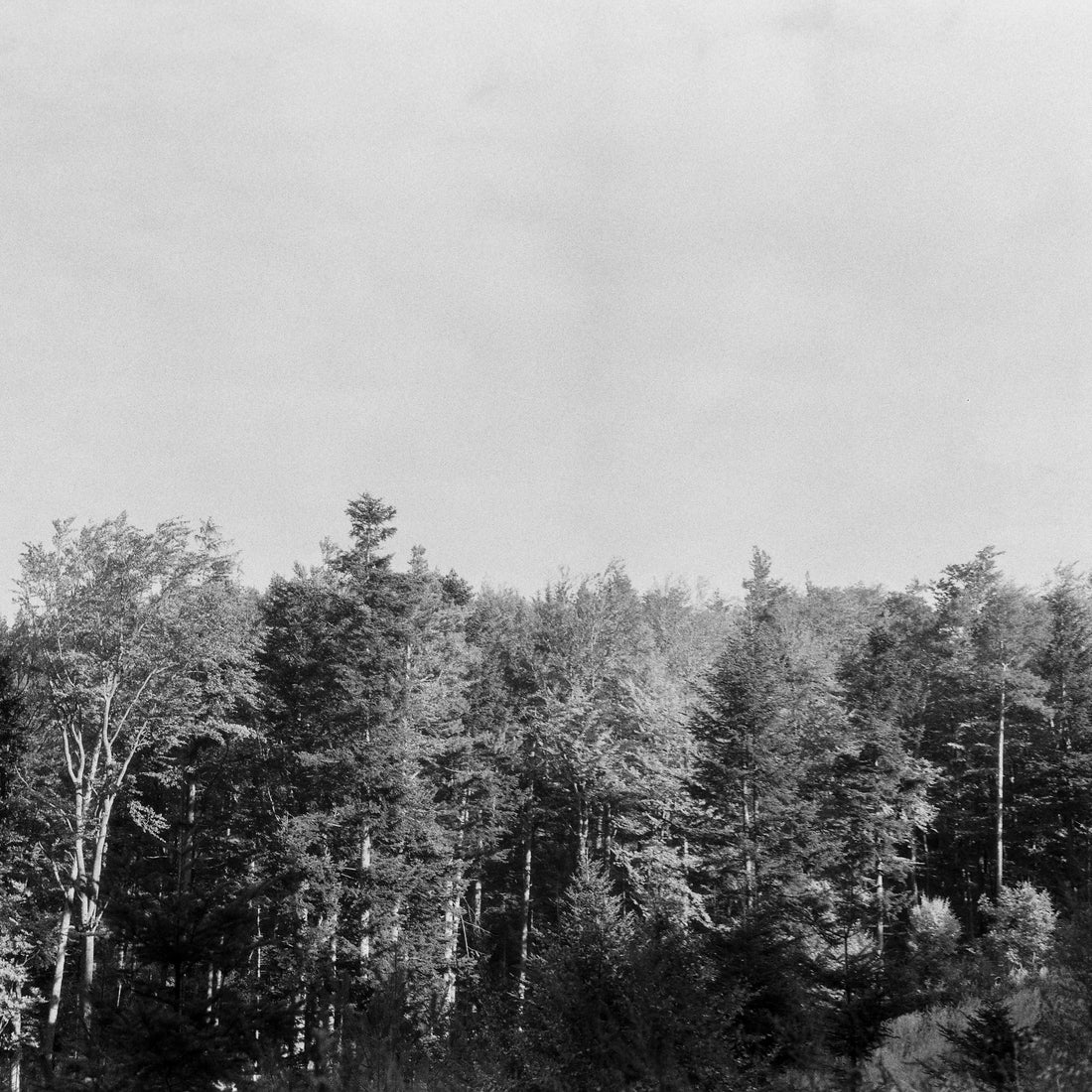 How sustainable and eco-friendly is Eliv Rosenkranz...?